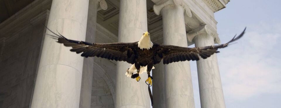 San Bernardino Forest Project Will Harm Bald Eagles, Suit Says